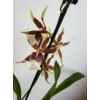 Kép 1/3 - Cambria Orchidea