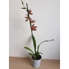 Kép 2/2 - Cambria Orchidea