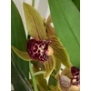 Kép 1/4 - cymbidium_cascade_1