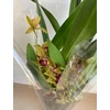 Kép 2/4 - barnacymbidium_cascade_