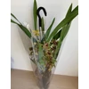Kép 3/4 - barnacymbidium_cascade_