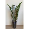 Kép 4/4 - barnacymbidium_cascade_