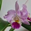 Kép 1/5 - Cattleya orchidea