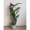 Kép 2/3 - cattleya