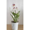 Kép 2/2 - Árvácska orchidea (Miltonia )