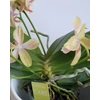 Kép 3/3 - Phalaenopsis Artisto Craft