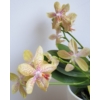 Kép 2/3 - Phalaenopsis Artisto Craft