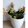 Kép 1/3 - Mini Phalaenopsis