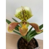 Kép 1/5 - Vénuszpapucs orchidea