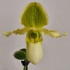 Kép 1/3 - Vénuszpapucs orchidea