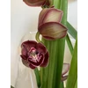 Kép 2/6 - Cymbidium_Kensington_
