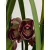 Kép 1/6 - Cymbidium Los Angeles