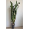 Kép 3/6 - Cymbidium_Kensington_