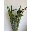 Kép 4/6 - Cymbidium_Kensington_