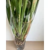 Kép 5/6 - Cymbidium_Kensington_