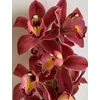 Kép 1/3 - bordo_sarga_cymbidium_