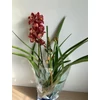Kép 2/3 - bordo_sarga_cymbidium_