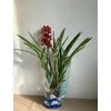Kép 3/3 - bordo_sarga_cymbidium_