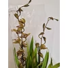Kép 2/3 - cymbidium_barna_foltos_