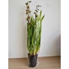 Kép 3/3 - cymbidium_barna_foltos_