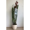 Kép 2/6 - cymbidium_lady_flor_