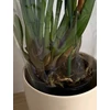 Kép 3/6 - cymbidium_lady_flor_