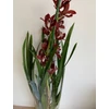 Kép 4/6 - cymbidium_lady_flor_