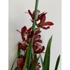 Kép 5/6 - cymbidium_lady_flor_