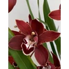 Kép 1/6 - cymbidium_lady_flor_