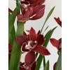 Kép 6/6 - cymbidium_lady_flor_