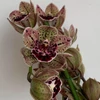 Kép 2/4 - cymbidium_magic_vogel_