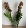 Kép 3/4 - cymbidium_magic_vogel_