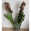 Kép 3/4 - cymbidium_magic_vogel_