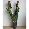 Kép 4/4 - cymbidium_magic_vogel_