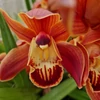 Kép 2/5 - Cymbidium narancssárga