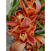Kép 3/5 - Cymbidium narancssárga