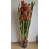 Kép 5/5 - Cymbidium narancssárga