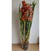 Kép 5/5 - Cymbidium narancssárga