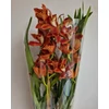 Kép 4/5 - Cymbidium narancssárga