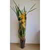 Kép 2/2 - sarga_cymbidium