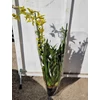 Kép 2/3 - sarga_cymbidium