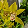 Kép 1/2 - Cymbidium sárga színben 