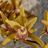 Kép 1/3 - Cymbidium sárga színben 