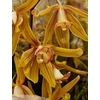 Kép 3/3 - sarga_illatos_cymbidium