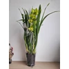 Kép 3/3 - zold_cymbidium_