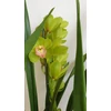 Kép 1/3 - Cymbidium orchidea zöld-rózsaszín