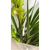 Kép 2/3 - Cymbidium orchidea zöld-rózsaszín