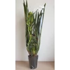 Kép 3/3 - Cymbidium orchidea zöld-rózsaszín