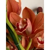 Kép 2/4 - cymbidium_narancssarga_