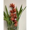 Kép 3/4 - cymbidium_narancssarga_